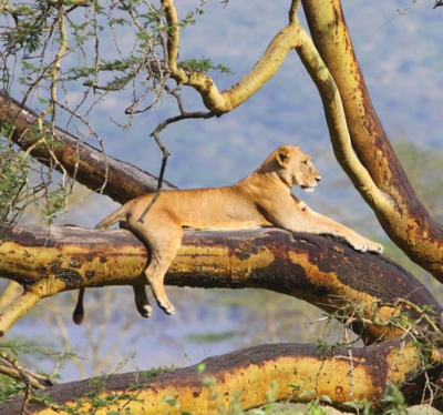 Kenya Best Tour Packages & Deals