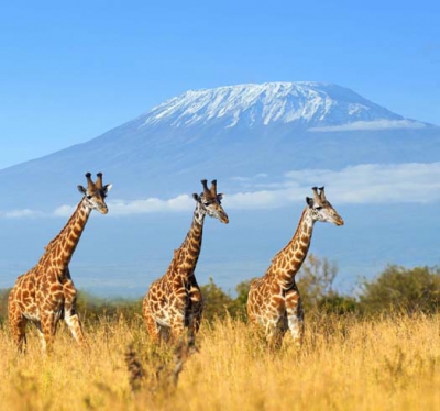 Luxury Tour Packages Kenya From New Zealand