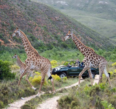 Budget Tour Packages South Africa From New Zealand