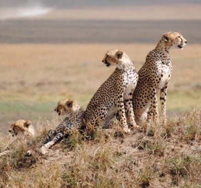 Adventure Tour Packages Tanzania From New Zealand