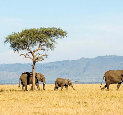 Tanzania Best Tour Packages & Deals