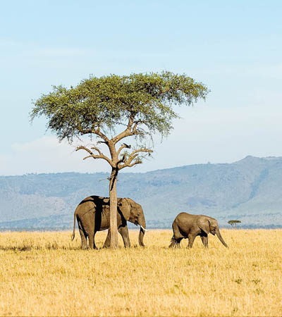 Tanzania Tourism