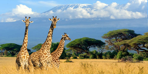 Wildlife Kenya Safari Holiday